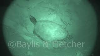 Southern River Terrapin, Malaysia. 20190225_002722.m2ts