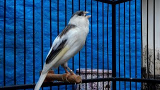 Russian Canary Sining | Canary Training Song