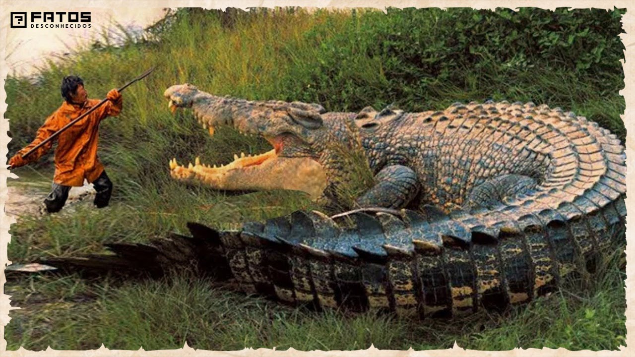Os maiores crocodilos do mundo