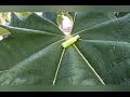 Jeu concours plantes exotiques   tetrapanax et colocasia black stem  gagn