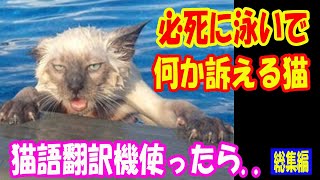 必死に泳いで何か伝えようとしている猫。猫語翻訳機使ったら..【猫の不思議な話】【朗読】