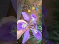 هل لنا من لقاء بعد كل اشتياقي رغم كل بعد داك العراق تصميمي تيك توك بدون موسيقى