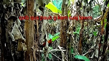 ต่อไก่ป่าเข้าดีมาก​ Dib​ qaib​ qus​ tuaj​ zoo​ heev​