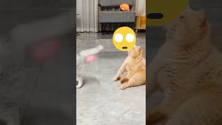 Funny Cats Play