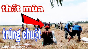 Cả xóm theo mái cắt bắt chuột.người miền tây.minh khôi vlogs