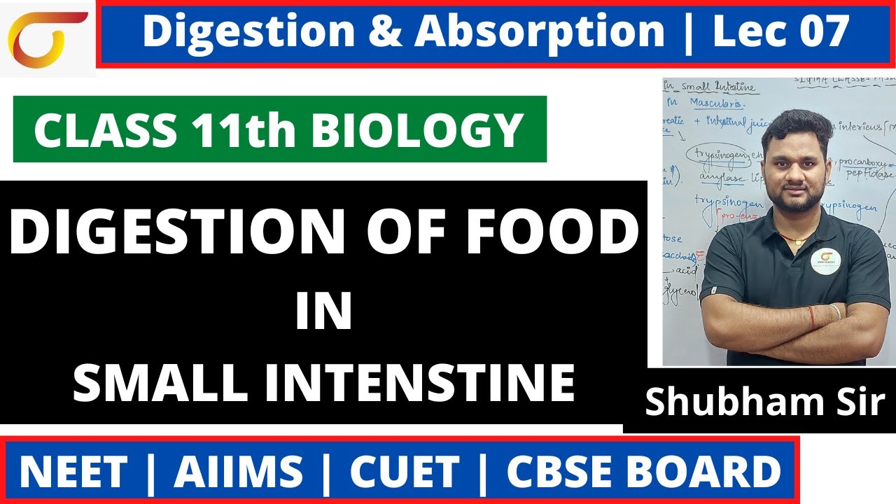 lec 07 || Digestion of Food In Small Intestein - Digestion and ...