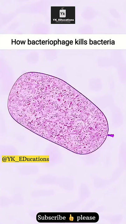 How Bacteriophage ( Virus ) kills Bacteria 🦠   #neetpreparation #motivation #animation #shots