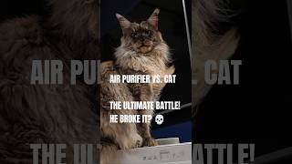 Air purifier vs. Maine Coon 💨