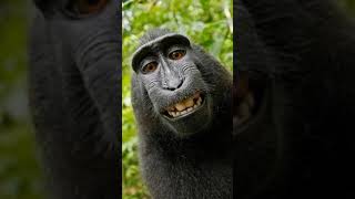 Jedag Jedug Foto Monyet 🐒