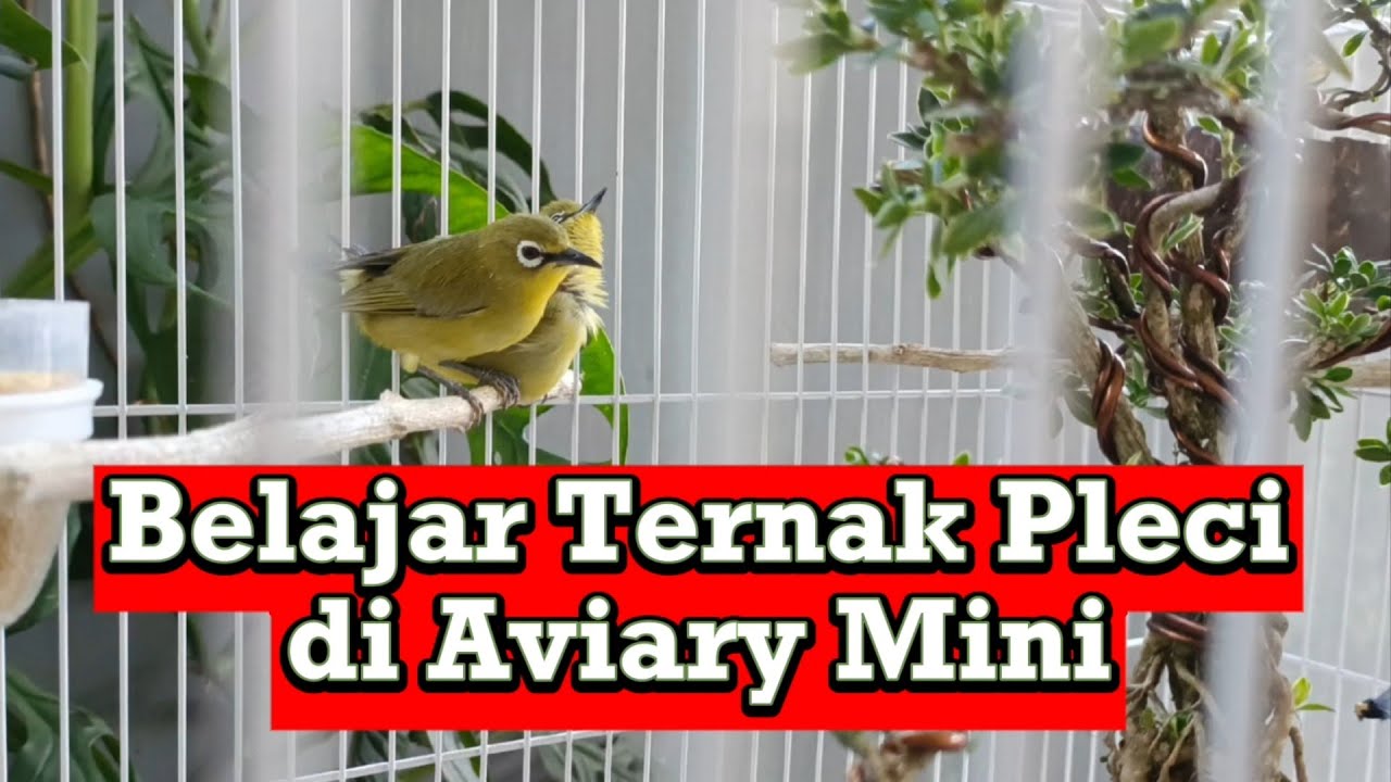 Belajar Ternak Pleci di Aviary Mini