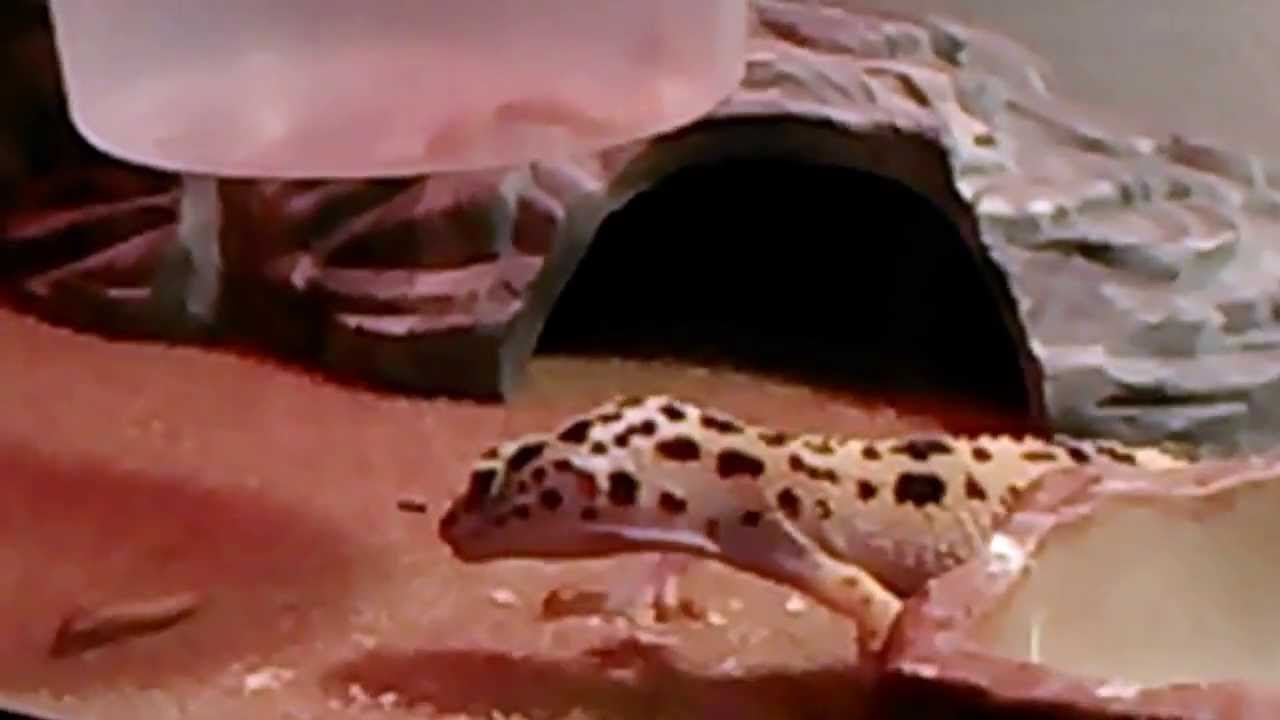 awesome oscillator leopard gecko feeding time