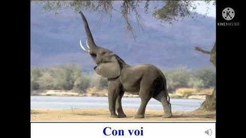 trò chuyện về 1 số con vật sống trong rừng