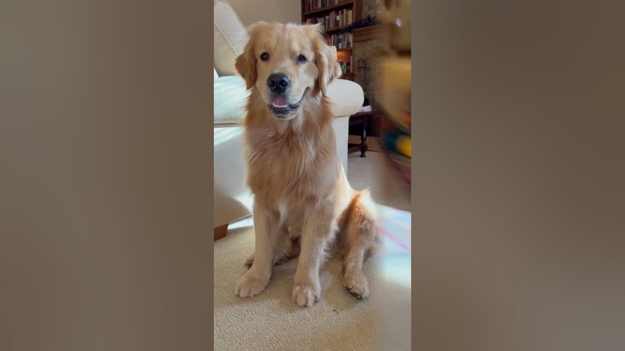 What does your dog do when you blow a raspberry? YouTube