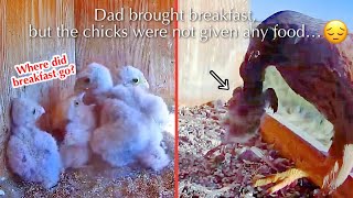 #48🦤🐥11°🐥10°🐥8°🐥6°／Laguna de El Oso🇪🇸Kestrel Nest 2026 / by DIRECTO NATURA