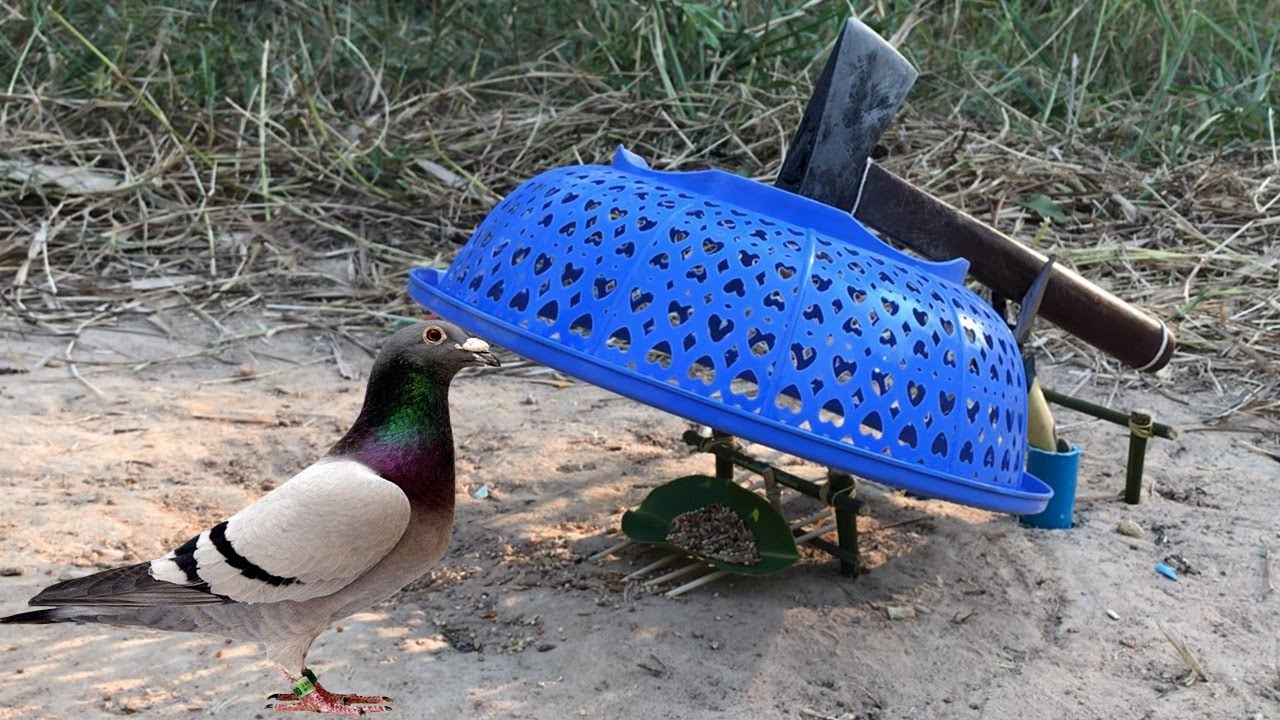 Bird Trap Using Plastic  Creative by intelligent man