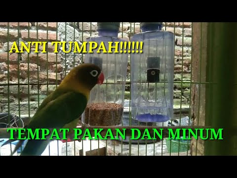 Video: Cara Membuat Feeder Dari Botol