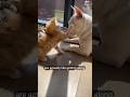 Sweet Cats and Dogs! #shorts