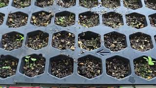 Herbs, Flowers keep your eyes on your seedlings #fallpainting #herbs #gaming