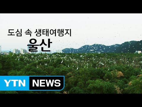 도심 속 생태여행지 '울산' / YTN (Yes! Top News)