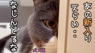 新入りねこが初めてのキャットタワーに楽しすぎて大はしゃぎでもボス猫が…