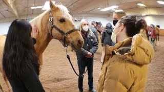 'Stables to Stethoscopes': Horses Help Doctors With Pandemic Stress, Patient Care screenshot 5