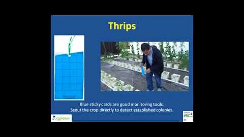 Greenhouse Vegetable IPM 101 (Part 1 of 3)