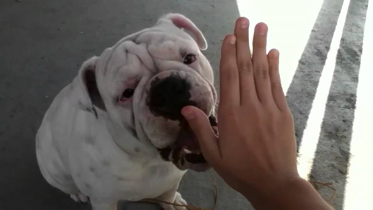 Resultado de imagen para bulldog biting hand