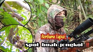 Berburu tupai di spot buah jengkol