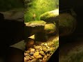 Beautiful Dwarf Cichlids in a natural Setting. German Blue Rams. The Fresh Water Aquarium.