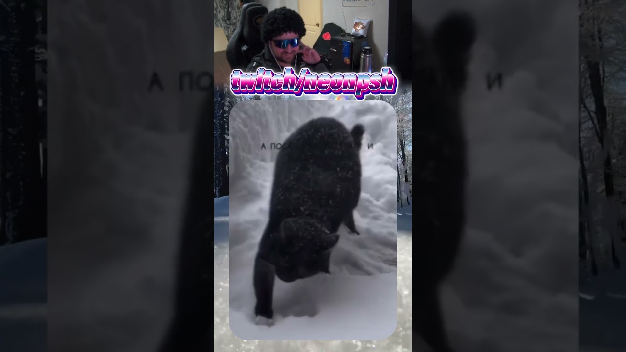 Режим повышенной КОТовности😂| twitch.tv/neonpsh - розыгрыши и турниры каждый месяц!