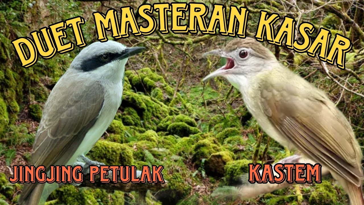 jingjing petulak dan kapas tembak masteran burung lombahan variasi tembakan panjang
