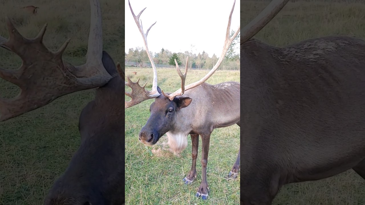 Северный олень в Подмосковном сафари-парке 🦌 