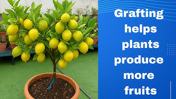 👉 How to Graft on a Lemon Tree? | Simple & Safe Grafting Step by Step, Lemon Tree Grafting Technique