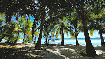 Relaxing Ocean Beach Sound: Calming Waves, Palm Trees, Sleep, Meditation, Reading