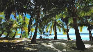 Relaxing Ocean Beach Sound: Calming Waves, Palm Trees, Sleep, Meditation, Reading