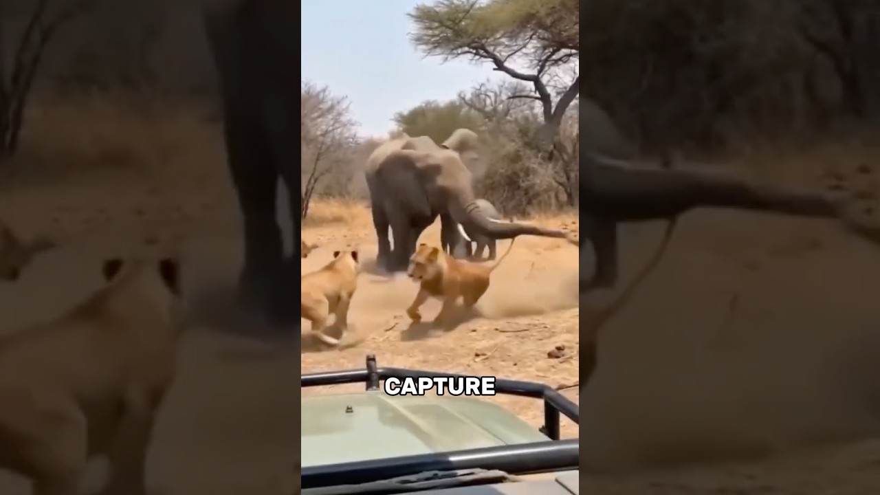 Unbelievable Animal Moments Caught On Camera