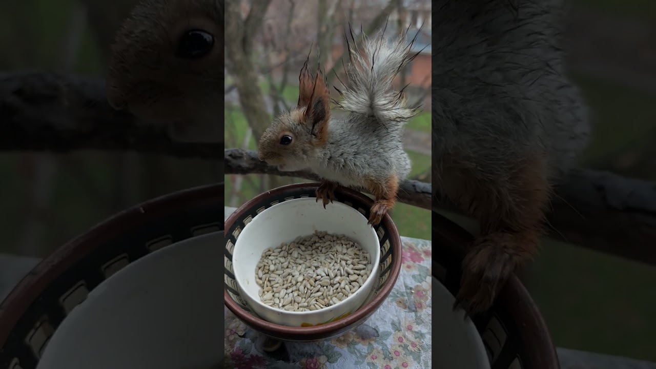 Чижик промок, но не унывает.,,,😁🐿️