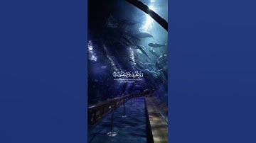 سبحان الله وبحمده سبحان الله العظيم 🌱🤍/القارئ : د.ياسر الدوسري