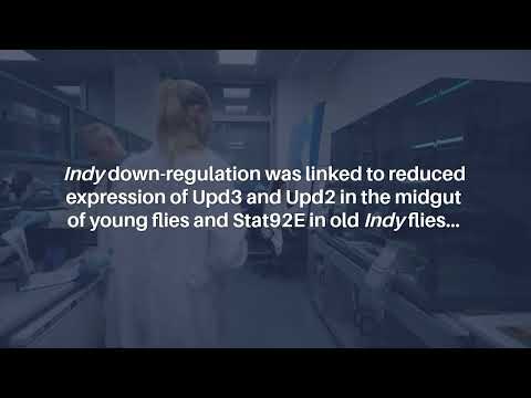 How the Indy Gene Supports Gut Health and Longevity During Aging | Aging