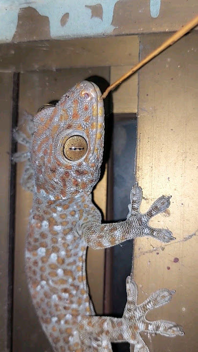 Gecko sound 🦎🦎  #gecko #shorts