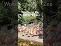 Flamingo Fun at Woodland Park Zoo | Graceful Birds in Pink Parade #birds #wildlife #zoo #flamingo