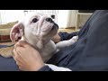 【初披露】バァバに会った子犬の様子はこちら！