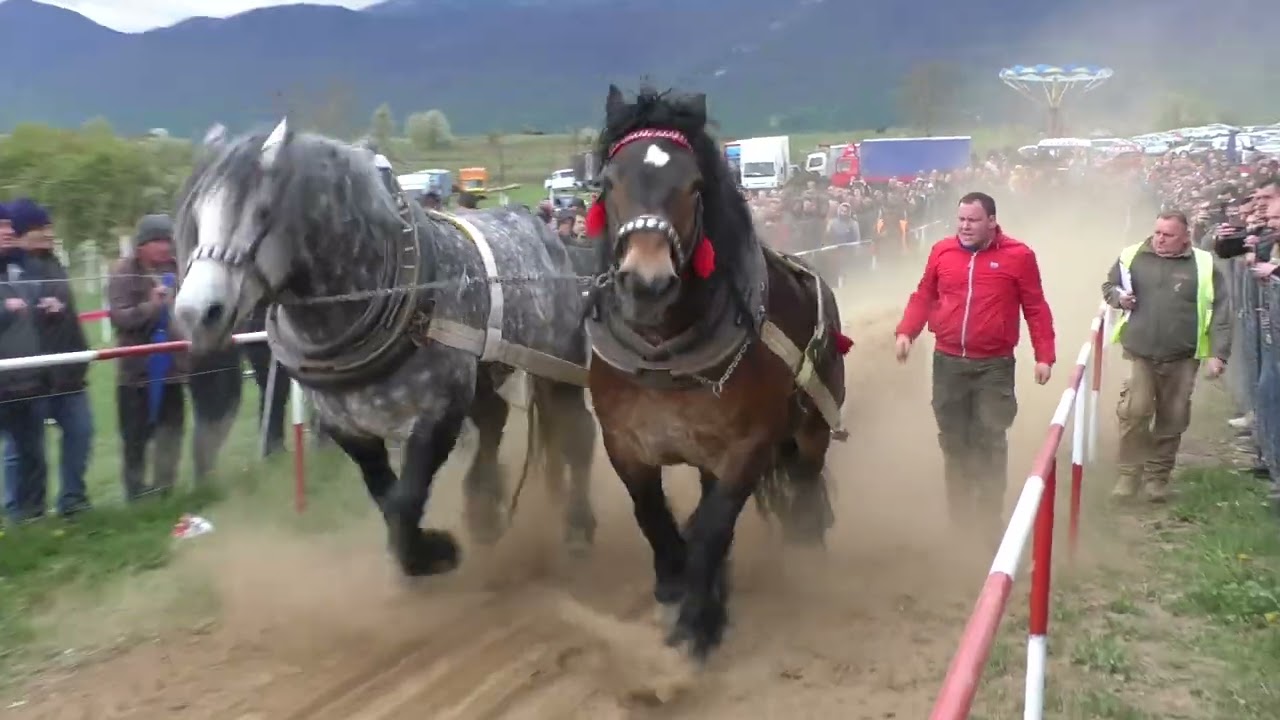 -Tarzan i Herkules na Karauli drugi u teškim parovima -
