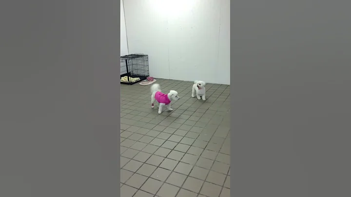 Bichon(pink sweater) poodle tango
