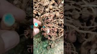Black turmeric care tips l #kalihaldi #blackturmeric #rareplant #farming #gardening