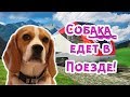 КАК ПРОВЕЗТИ СОБАКУ НА ПОЕЗДЕ!? БИГЛЬ ДЖИНА