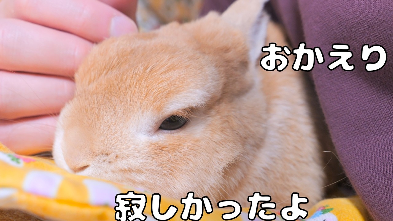 うさぎ Came Home from Work—After a Long Time Alone, the Bunny Got Super