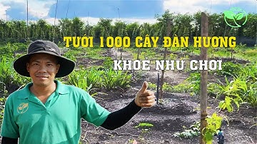 Béc giá rẻ VP5 giải pháp tưới số 1 cho cây Đàn Hương