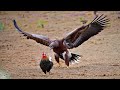 المفترس الأعظم في السماء النسر الذهبي يصطاد 