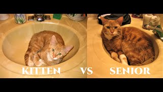 Kitten vs Old Cat Playing #LazyCat